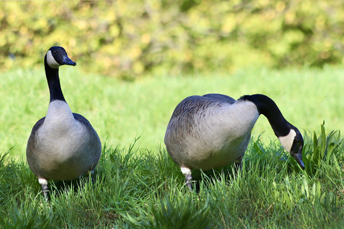 Canadian geese on Niagara Falls tour
