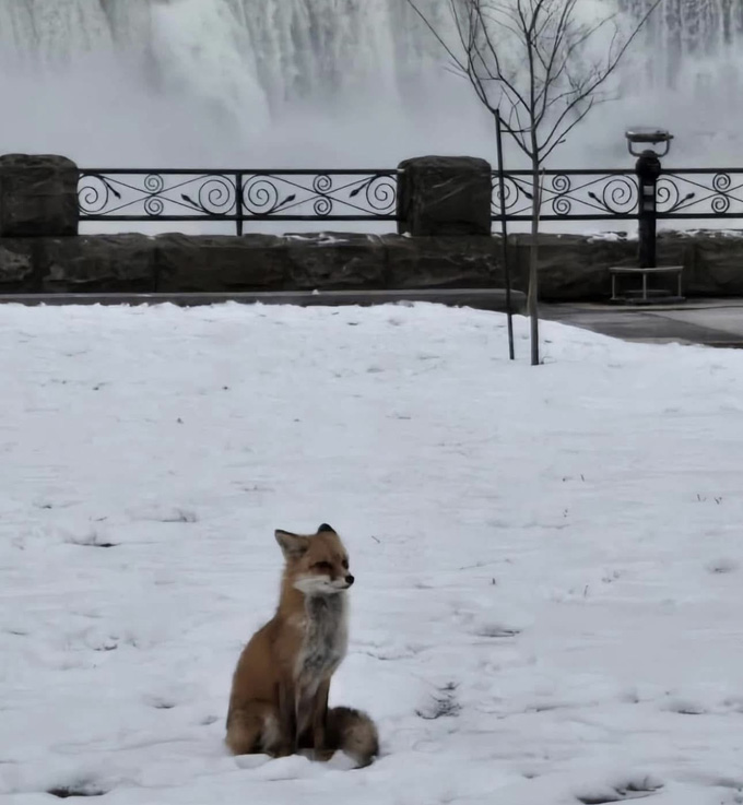 wildlife on Niagara Falls Canada tours